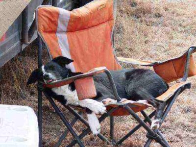 How I Chose a Border Collie as a Working Dog Breed, Part 4: Accounting for Training Image